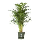 greenville round 47cm leaf green